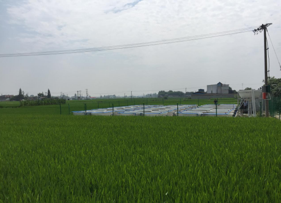 四川什邡：新型稻渔种养循环现代农业园区放鱼仪式启动